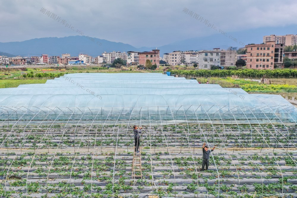 大棚 寒潮 农业生产 田间 草莓