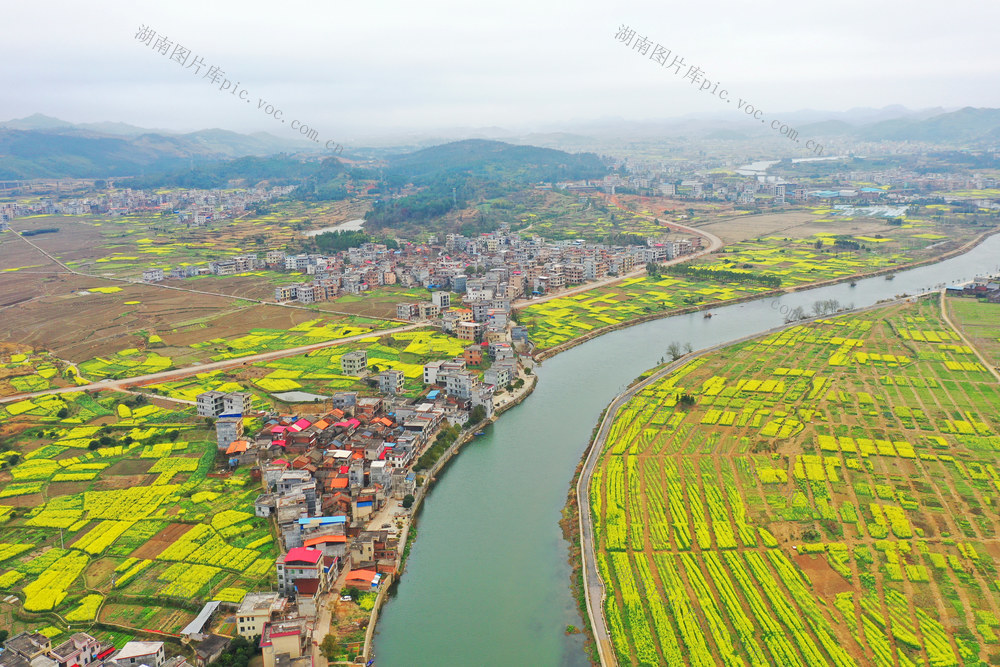 湖南嘉禾：油菜花开乡村美