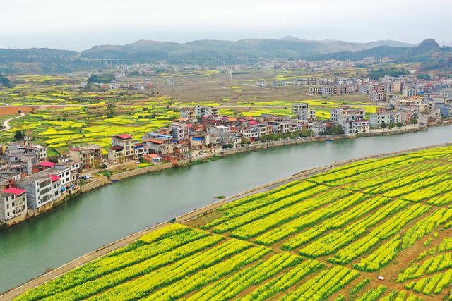 湖南嘉禾：油菜花开乡村美