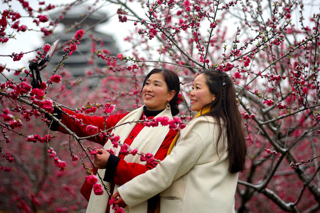 梅花、美丽乡村、风景、旅游、农村