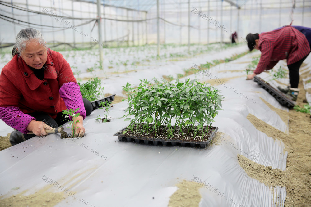 湖南桂东 村民 移栽  早熟辣椒