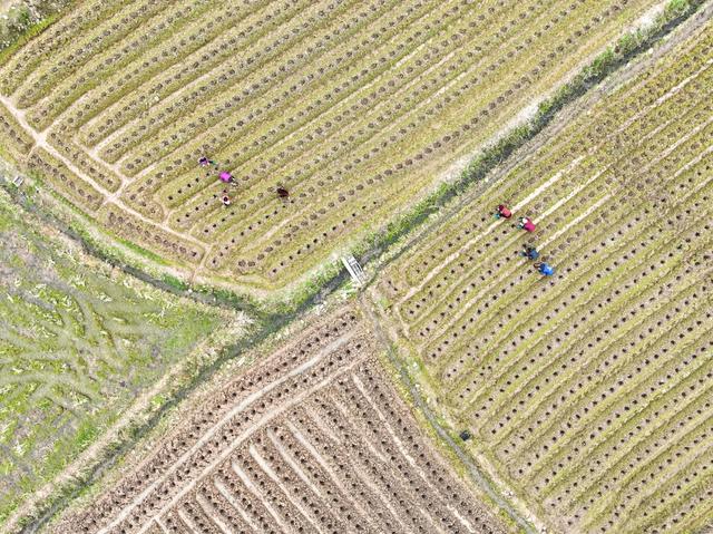 田 园
道县
春耕
备耕