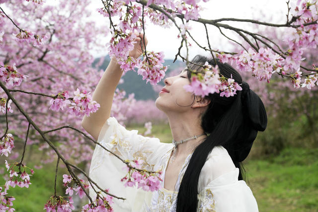春暖花开 樱花 游客 乡村旅游 乡村振兴