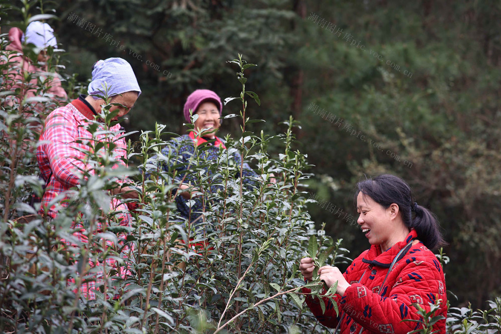 春茶、农业、茶叶、就业、特色产业