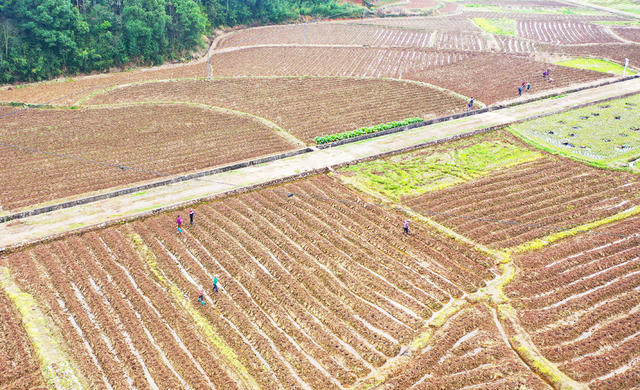 惊蛰  耕作  农事  挖土