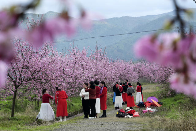春暖花开 樱花 游客 乡村旅游 乡村振兴