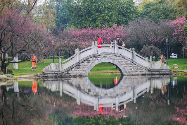橘子洲景区，梅花，竞相绽放，