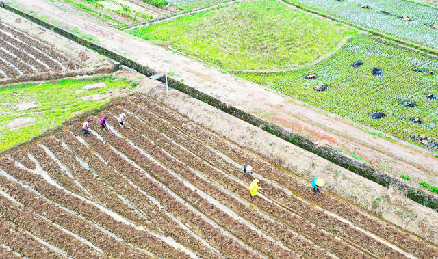 惊蛰  耕作  农事  挖土