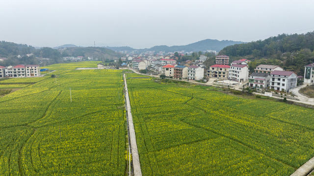 湖南娄底,和美,乡村,油菜花