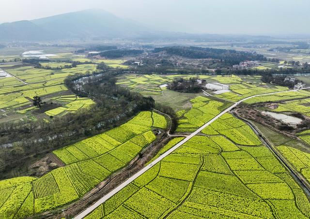 油菜花
春天
春耕
田园