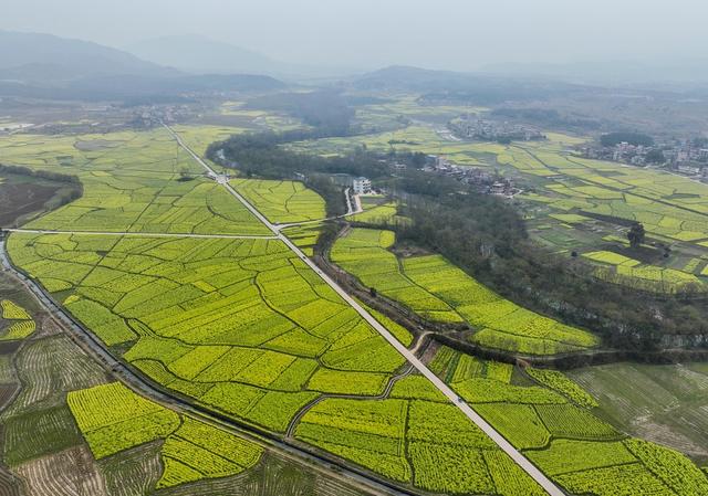 油菜花
春天
春耕
田园