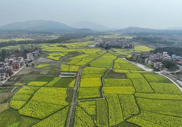 油菜花
春天
春耕
田园