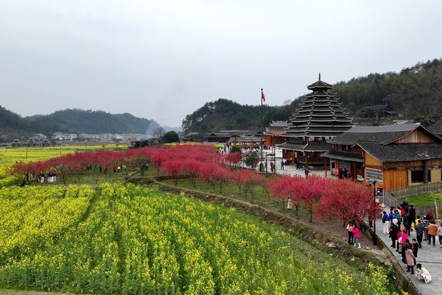 春天、花、乡村、旅游、景色
