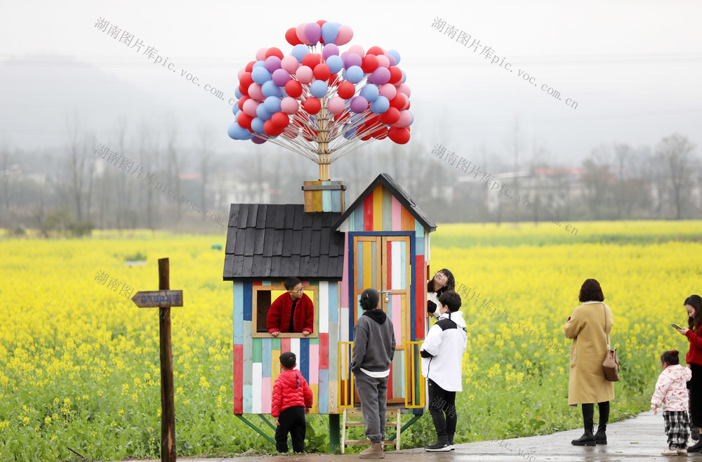 春暖花开 油菜花 春色如画 乡村旅游 乡村振兴