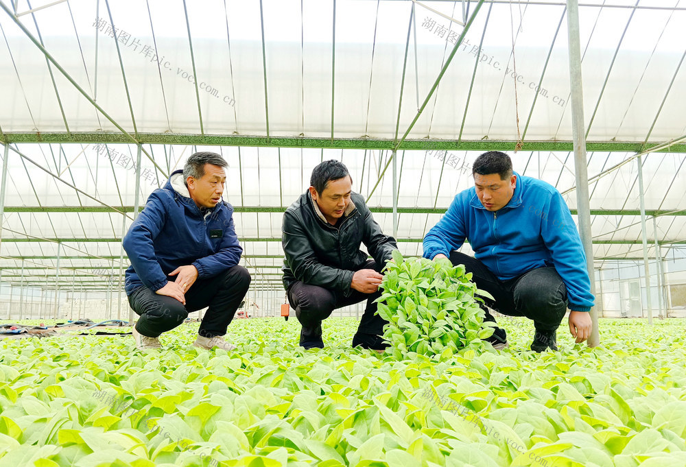 田间指导  春耕生产