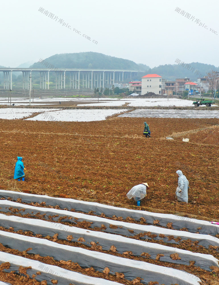 湖南蓝山：田间助农忙