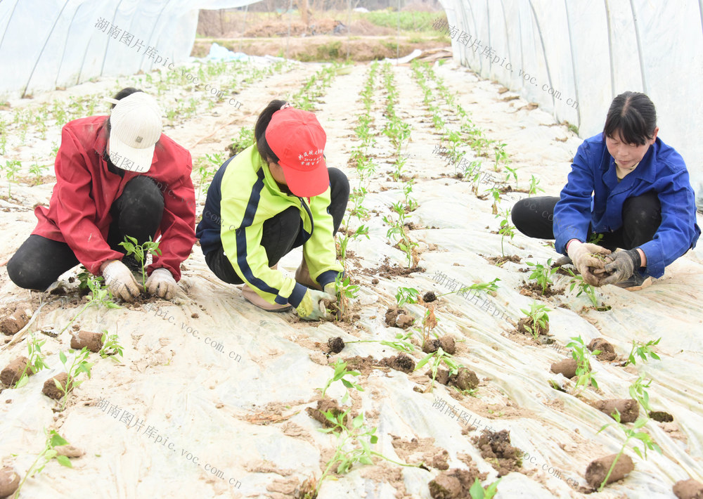 种植业  大棚辣椒   幼苗移栽  抢抓农时  增产增收 