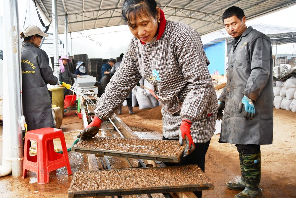 抢农时  育秧忙