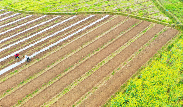 春耕  花香  劳作  农事