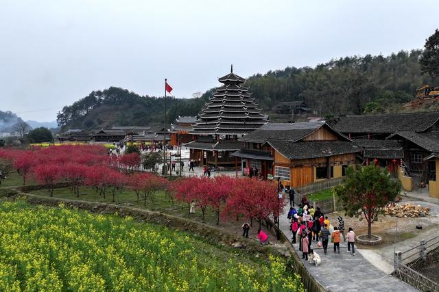 春天、花、乡村、旅游、景色