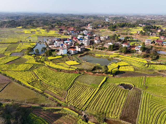 油菜花  乡村  画卷  风光  风景  旅游  自然  田园  三农  
