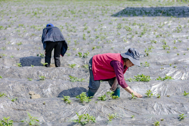 吉首 西门口 马铃薯 春管