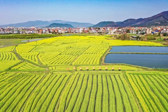 田园 村庄 乡村 春色 春天 油菜花