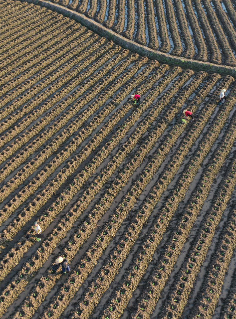 湖南嘉禾：二月二  农事忙