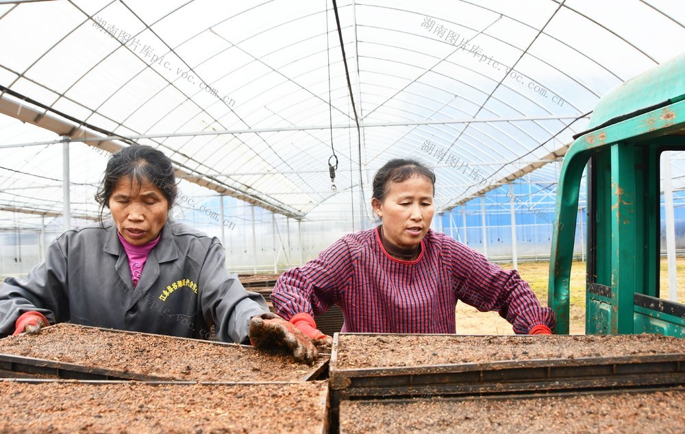 早稻集中育秧忙