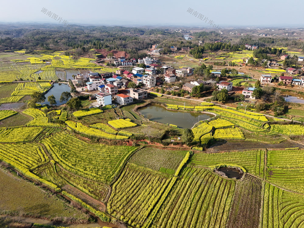 油菜花  乡村  画卷  风光  风景  旅游  自然  田园  三农  