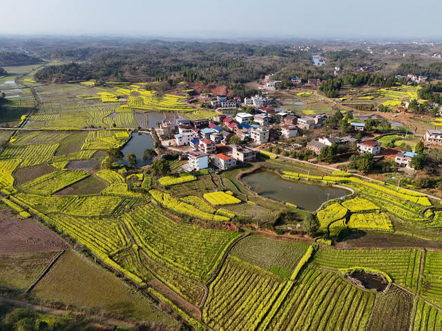 油菜花  乡村  画卷  风光  风景  旅游  自然  田园  三农  