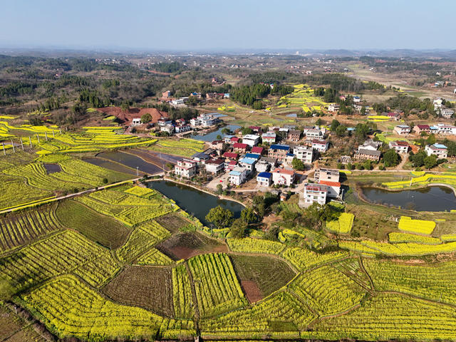 油菜花  乡村  画卷  风光  风景  旅游  自然  田园  三农  