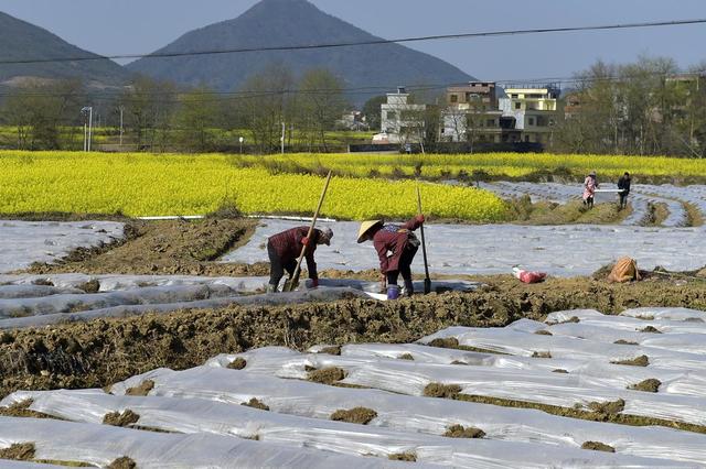 春天、春耕生产、盖膜