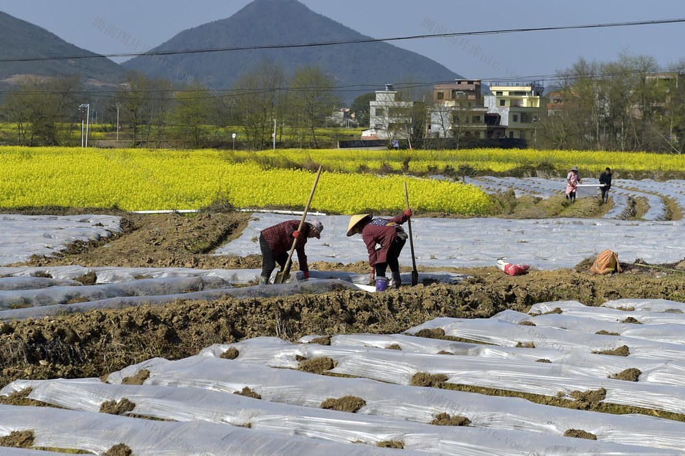 春天、春耕生产、盖膜