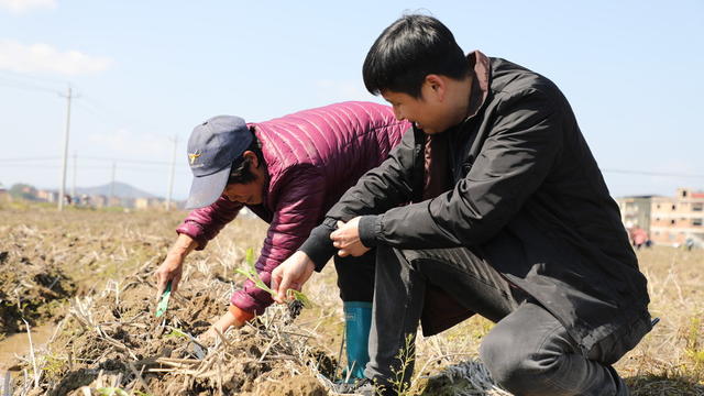 人勤春来早、 烤烟、移栽、技术指导