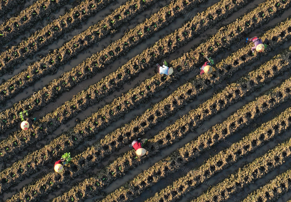 湖南嘉禾：二月二  农事忙