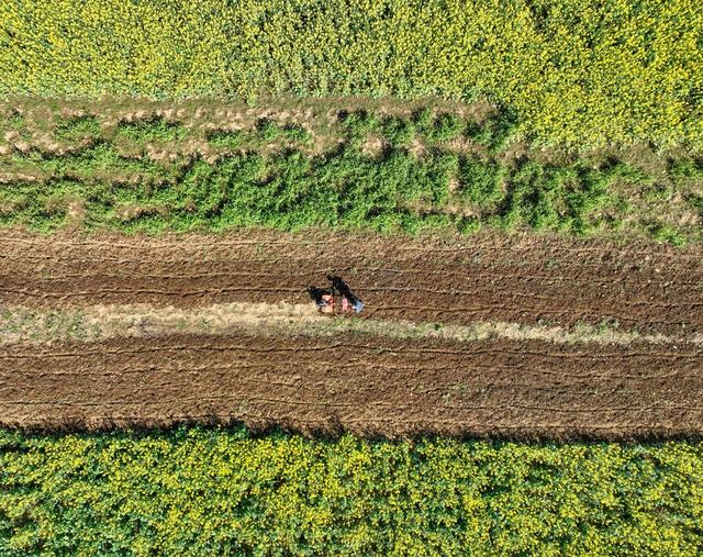 春耕
春天
早稻
农事
道县