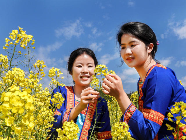 乡村 举办 油菜 花 节村民 身着 侗族 盛装 欢度 节日