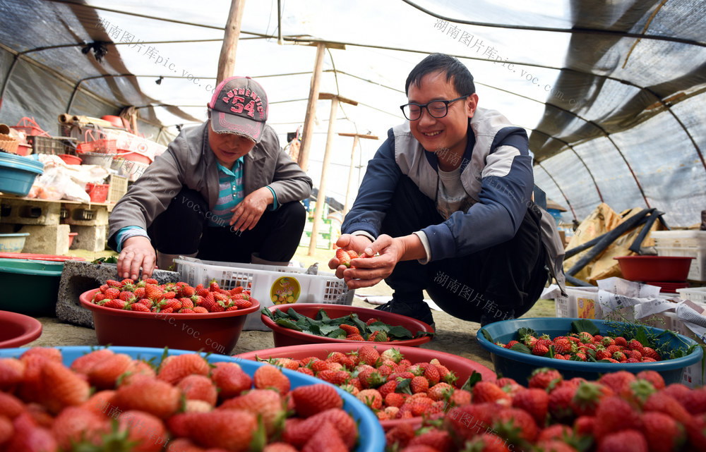 草莓 产业 春日 农民 增收