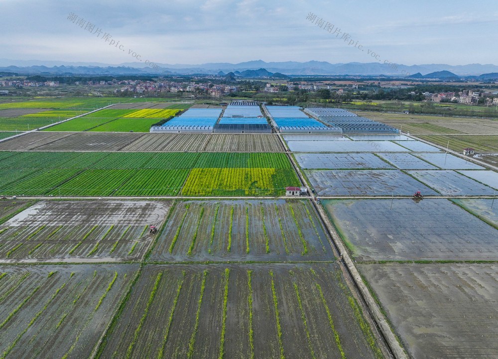 春耕
春天
早稻
农事
道县
