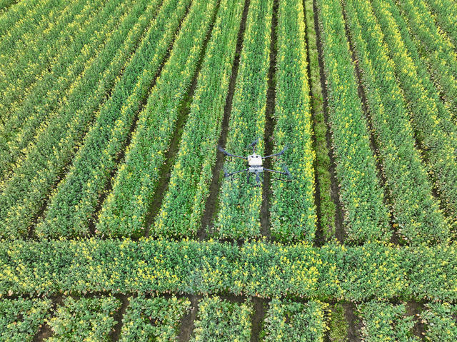 油菜生产  智慧农业  病虫防治  根外施肥  无人机