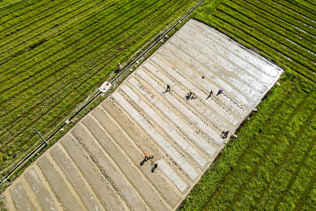 春耕  春播  合作社  农机  大户 粮食生产  早稻  集中育秧