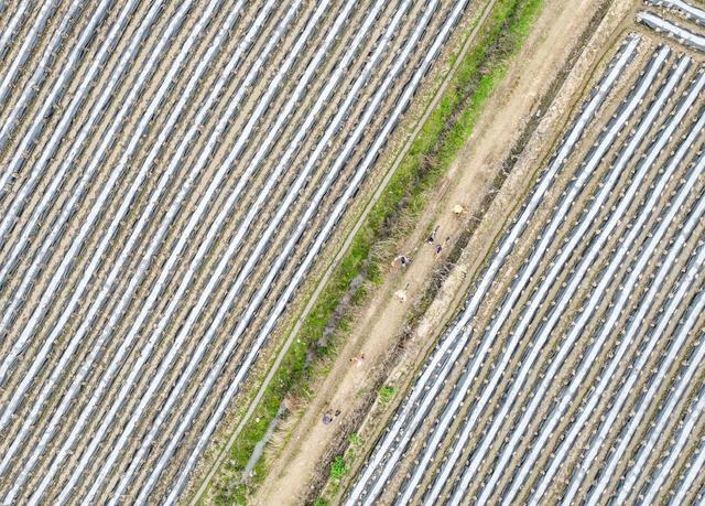 春耕
道县
农事