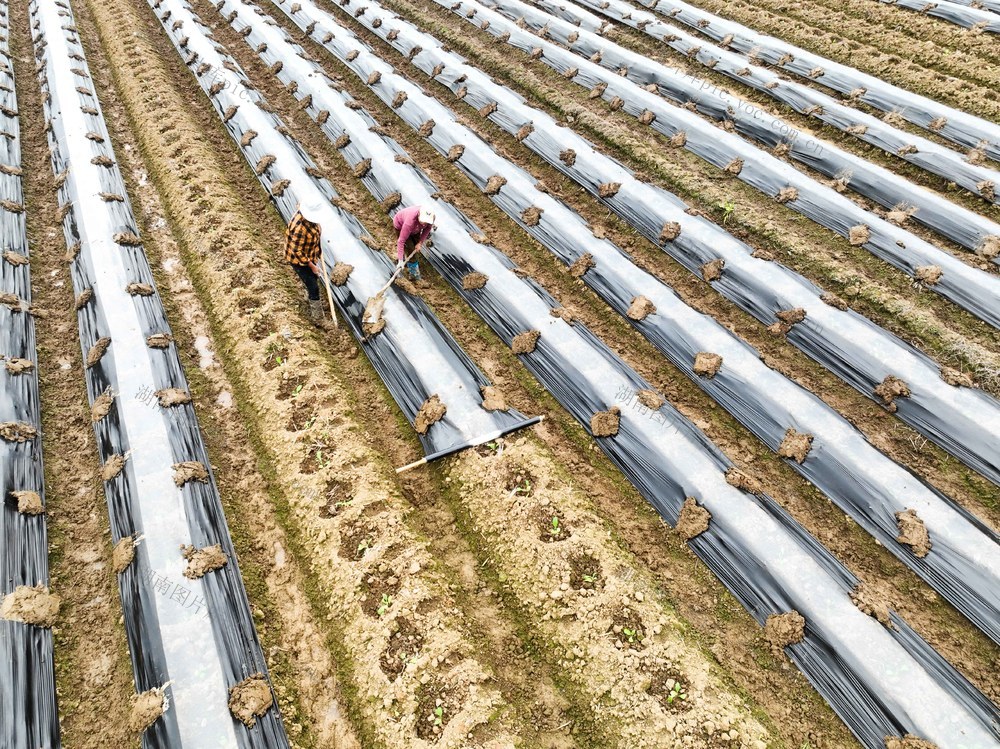 春耕
道县
农事