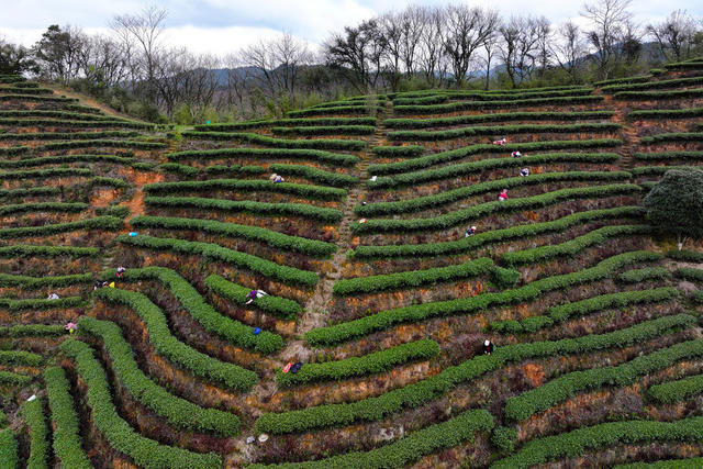 春茶、采茶、农业、产业、生态