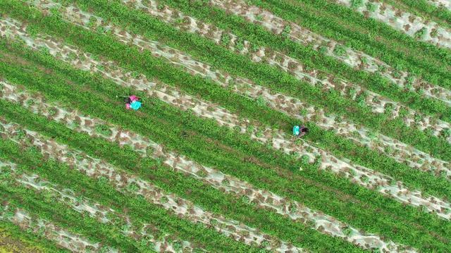 春分 初春 涟源 2024年3月19日，在湖南省涟源市桥头河镇新培村，农民朋友在地里劳作。