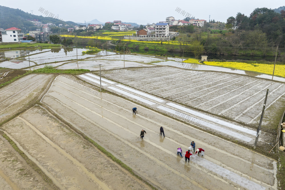 湖南娄底,育秧,早稻,村民,种植户