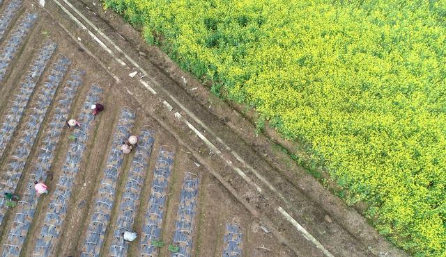 春分 初春 涟源 2024年3月19日，在湖南省涟源市桥头河镇新培村，农民朋友在地里劳作。