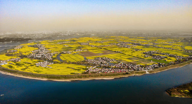 油菜花 乡村新画卷 美丽金色 花海