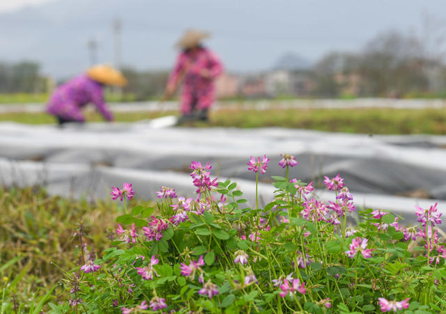 春分
节气
春耕
农事
道县